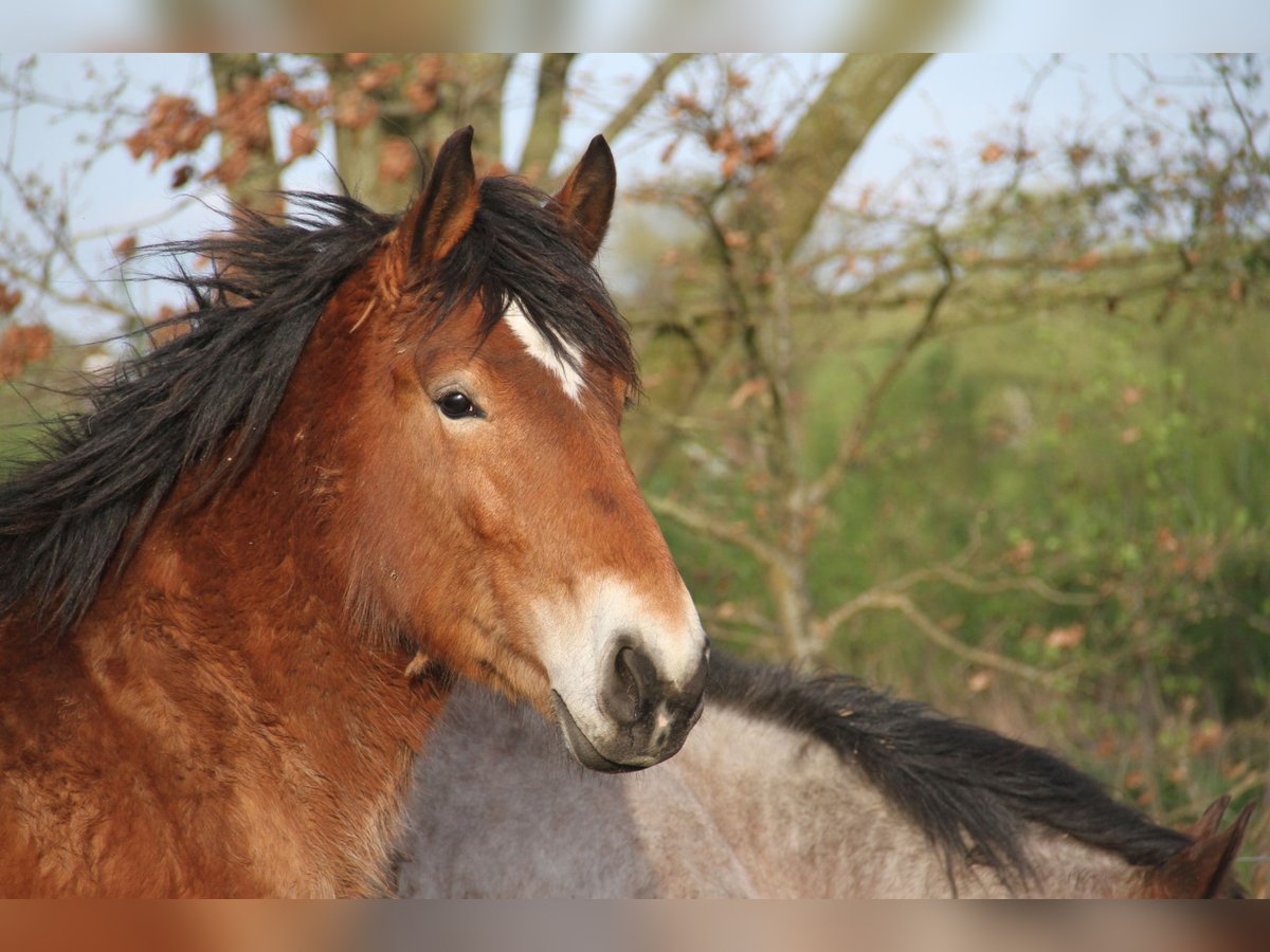 Koń belgijski Klacz 2 lat Gniada in Herdersem
