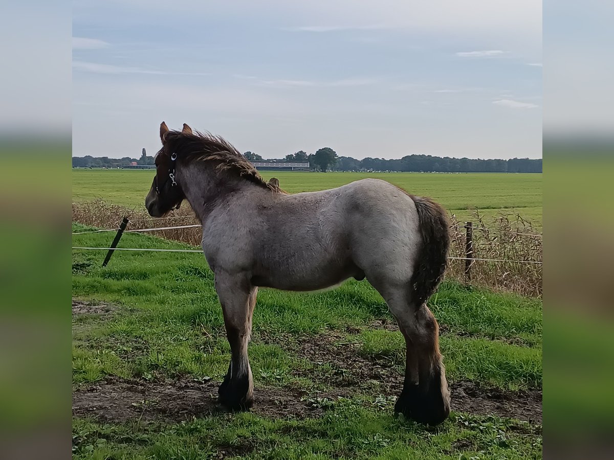 Koń belgijski Ogier Źrebak (05/2025) 175 cm Gniadodereszowata in Donkerbroek