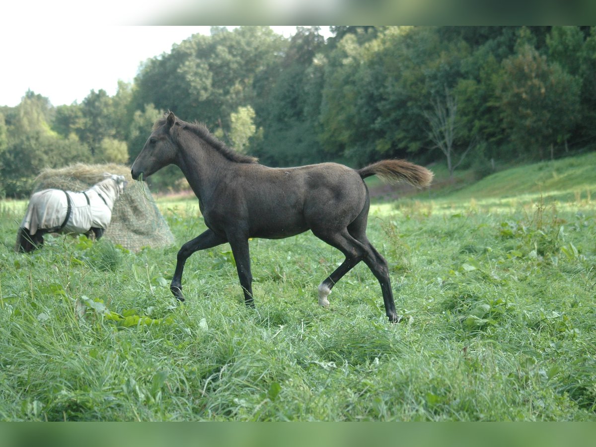 Koń berberyjski Klacz 1 Rok 156 cm Siwa in Grafschaft