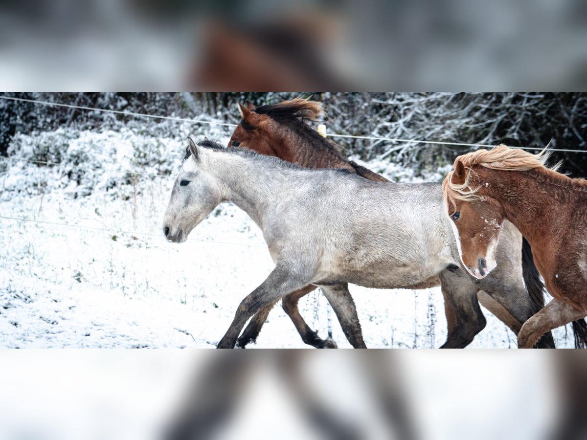 Koń berberyjski Ogier 3 lat 150 cm Stalowosiwy in Langerwehe