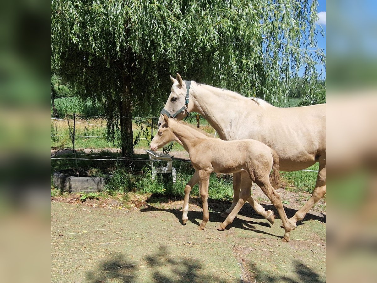 Koń berberyjski Ogier  155 cm Perlino in Gemmenich
