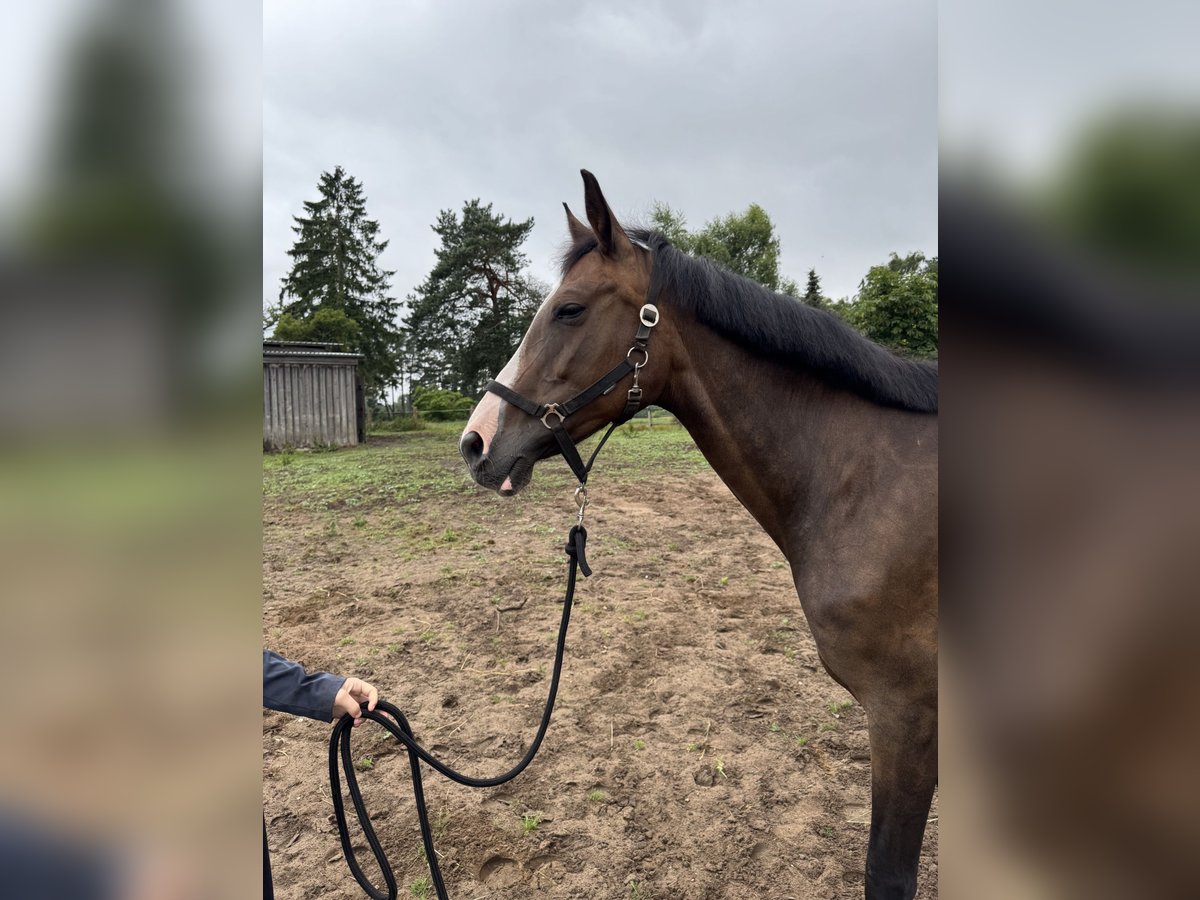 Koń brandenburski Klacz 14 lat 165 cm Gniada in Wendorf