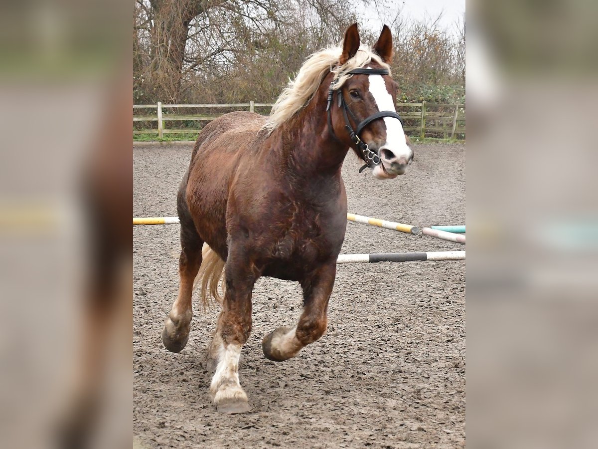 Koń bretoński Klacz 12 lat 162 cm Kasztanowata in Rozenburg