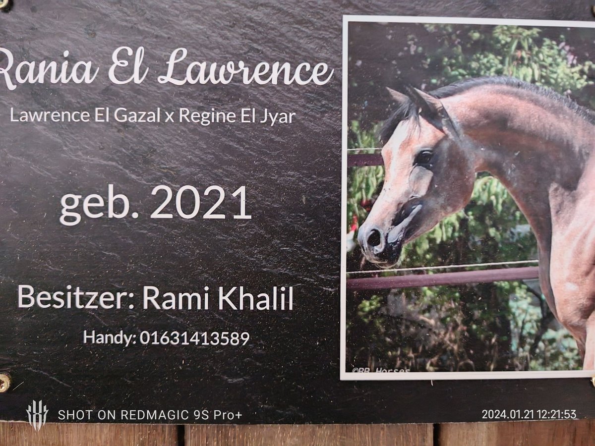 Koń czystej krwi arabskiej (Asil) Klacz 2 lat Stalowosiwy in Auerbach in der Oberpfalz
