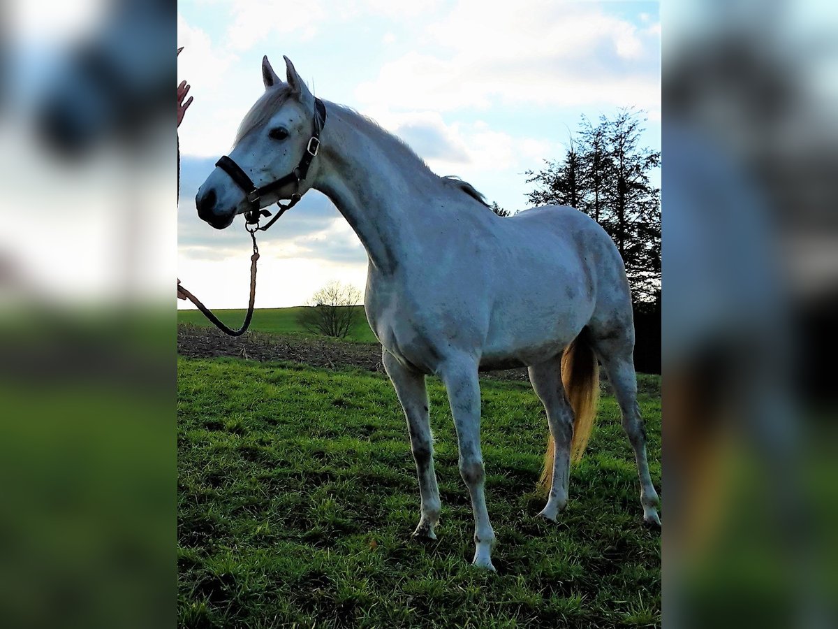 Koń czystej krwi arabskiej (Asil) Klacz 9 lat 155 cm Siwa in Schellweiler