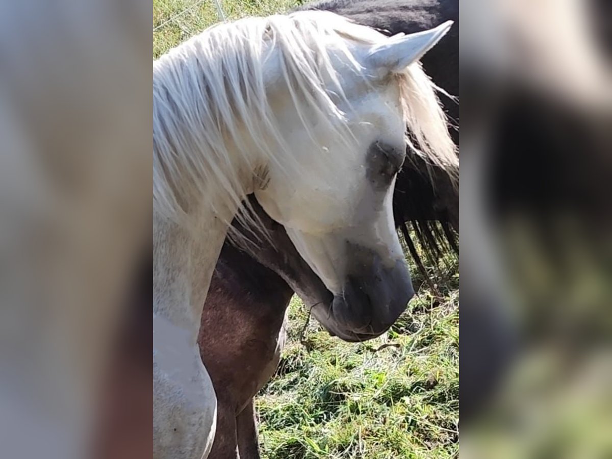 Koń czystej krwi arabskiej (Asil) Ogier 3 lat 155 cm Siwa in Gersheim