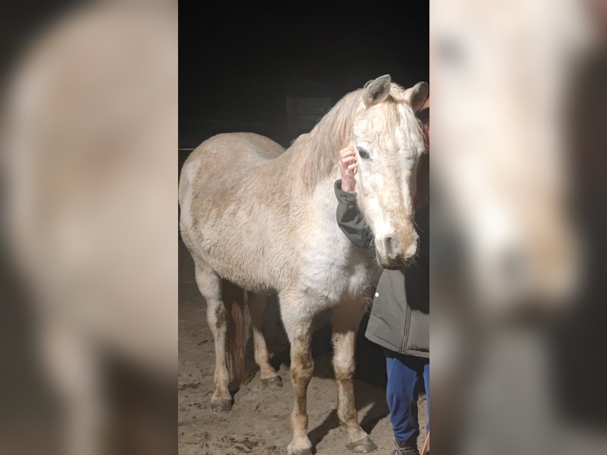 Koń czystej krwi arabskiej (Asil) Wałach 25 lat 150 cm Siwa jabłkowita in Gladenbach
