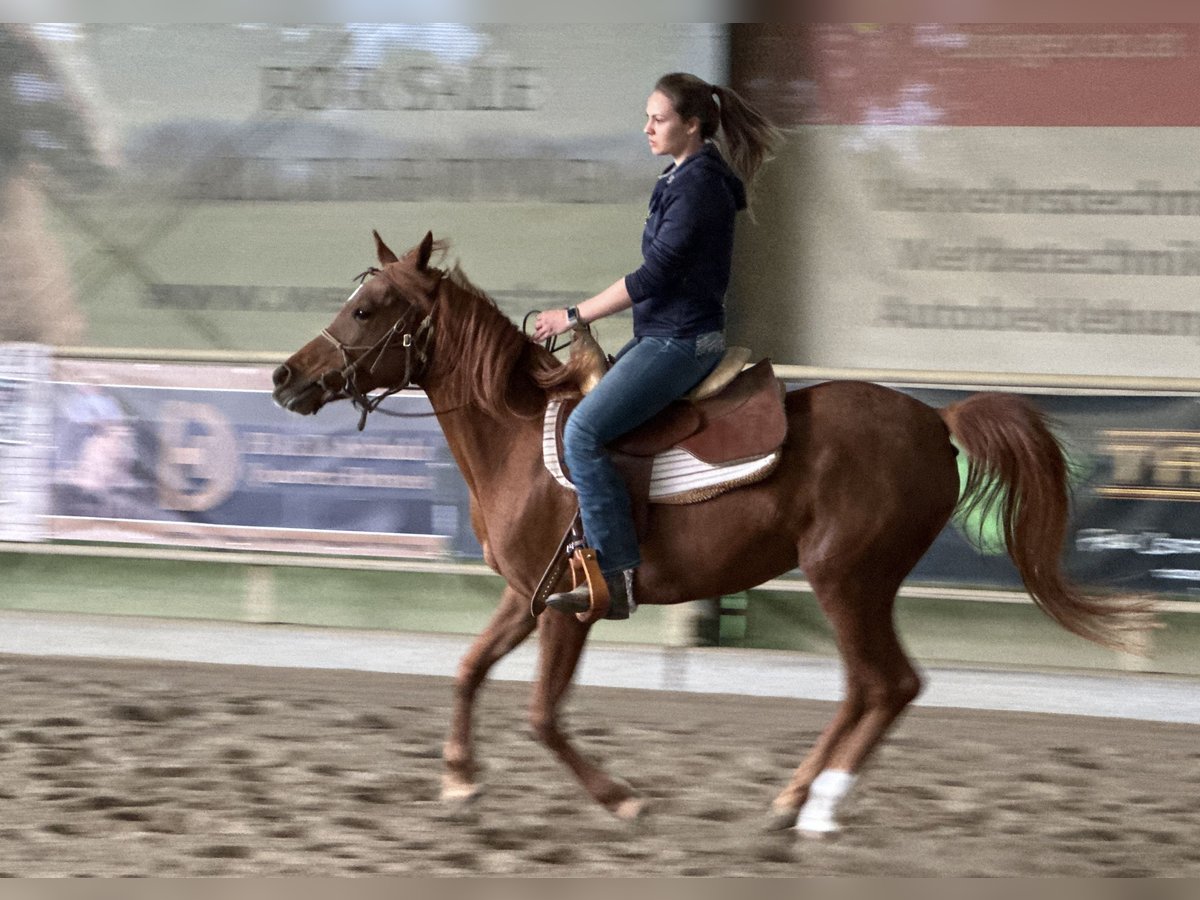 Koń czystej krwi arabskiej (Asil) Klacz 6 lat 153 cm Kasztanowata in Bad Erlach
