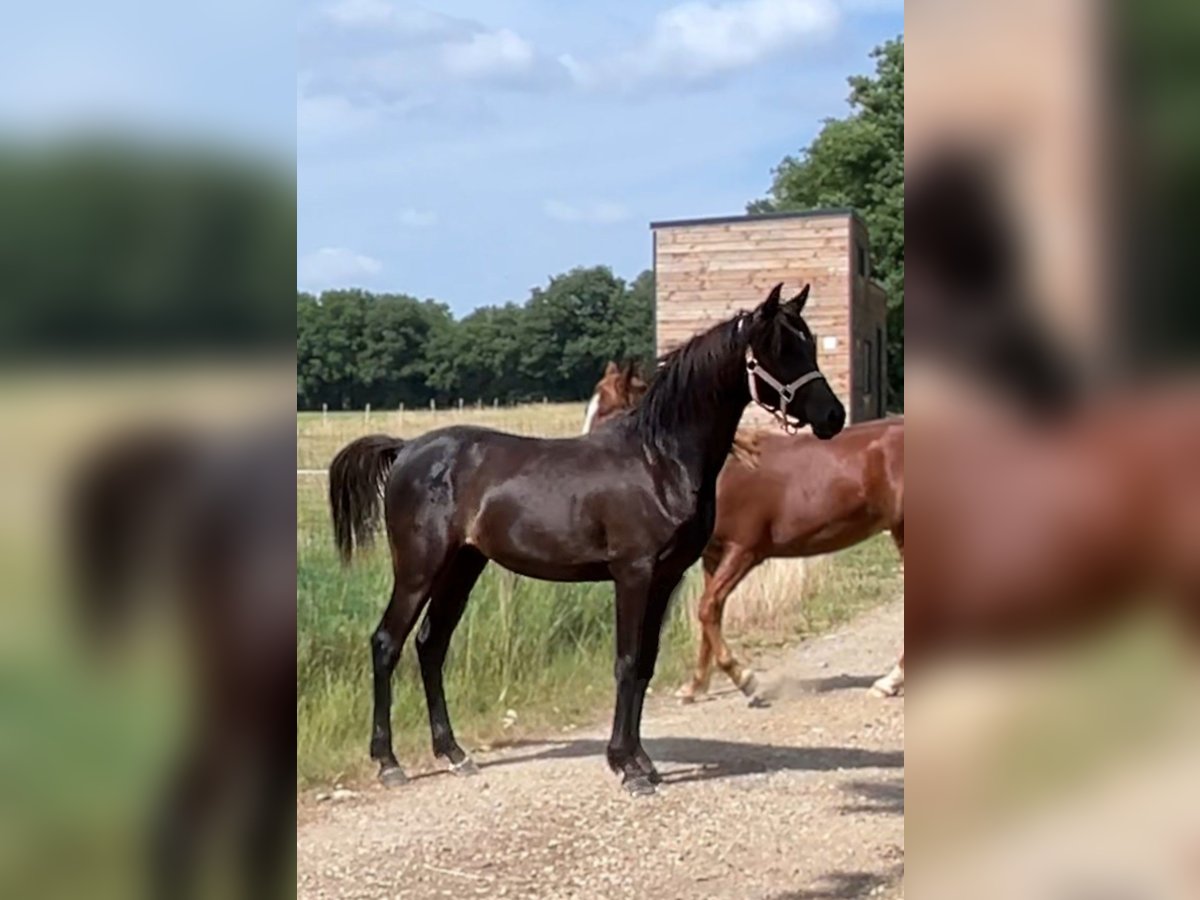 Koń czystej krwi arabskiej (Asil) Ogier 1 Rok 145 cm Kara in VERNON