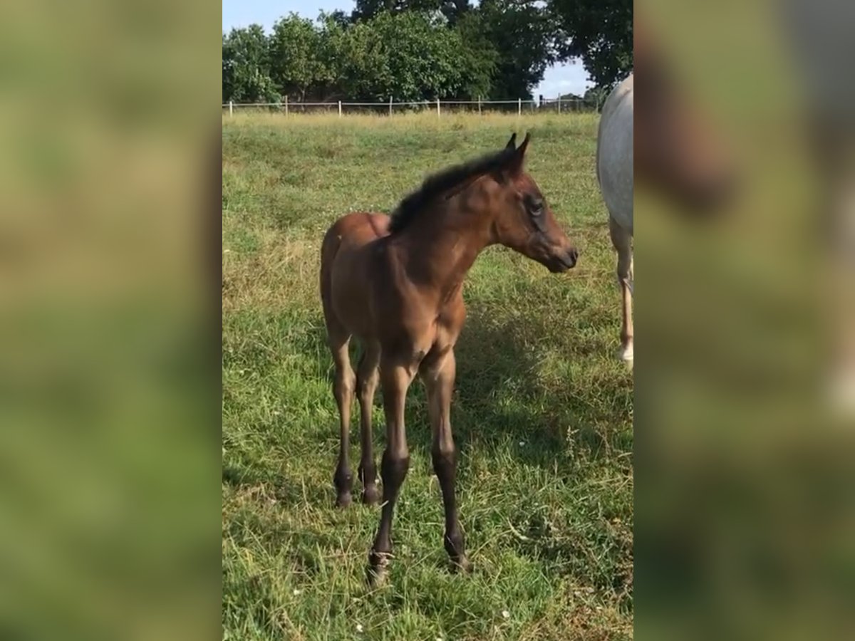 Koń czystej krwi arabskiej (Asil) Ogier  Gniada in VERNON