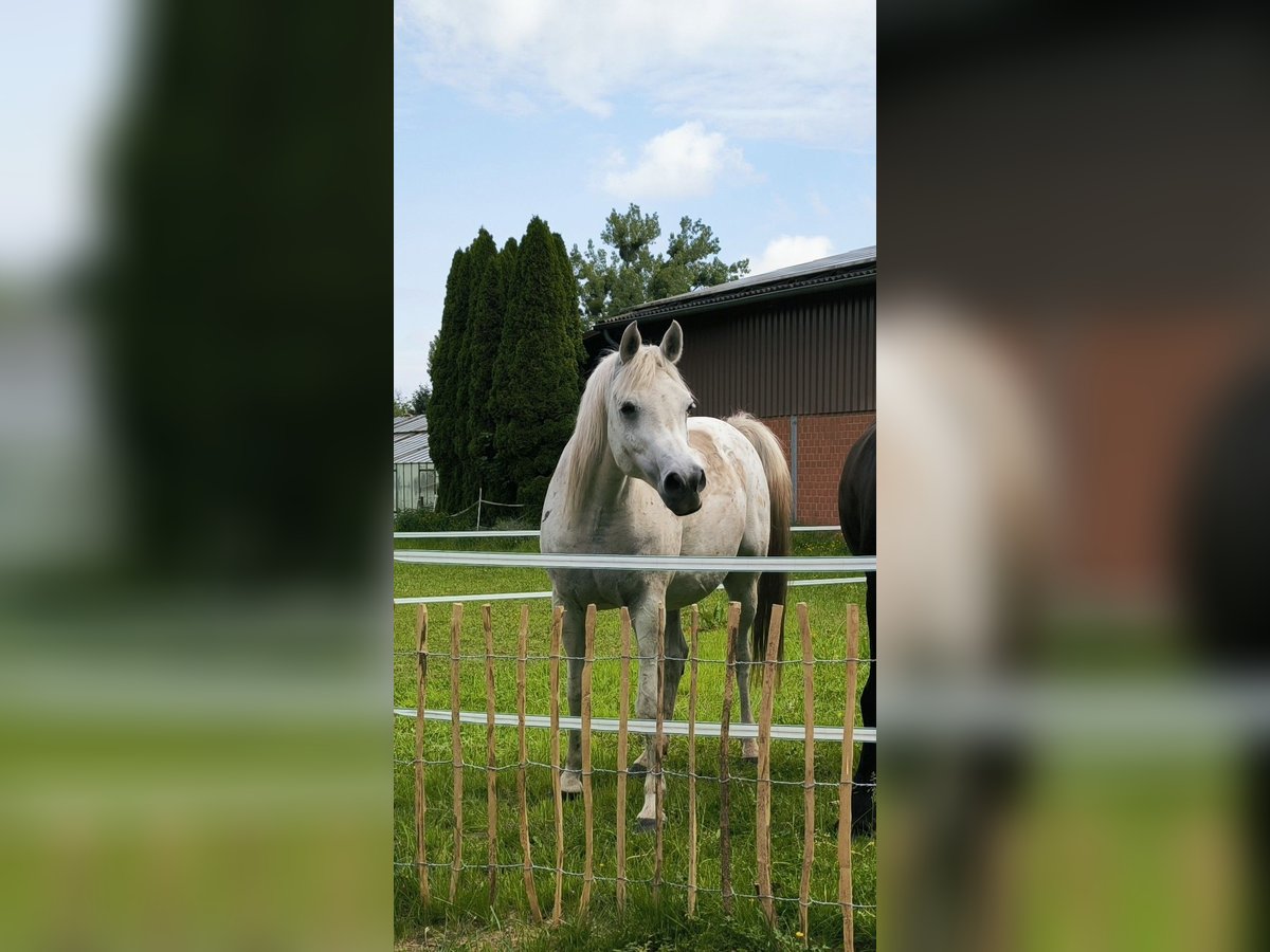 Koń czystej krwi arabskiej (Asil) Wałach 13 lat 153 cm Siwa in Sontheim an der Brenz