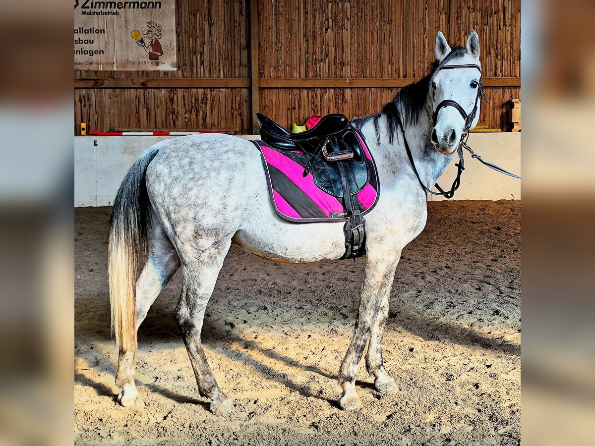 Koń czystej krwi arabskiej (Asil) Wałach 9 lat 155 cm Siwa in Gersheim
