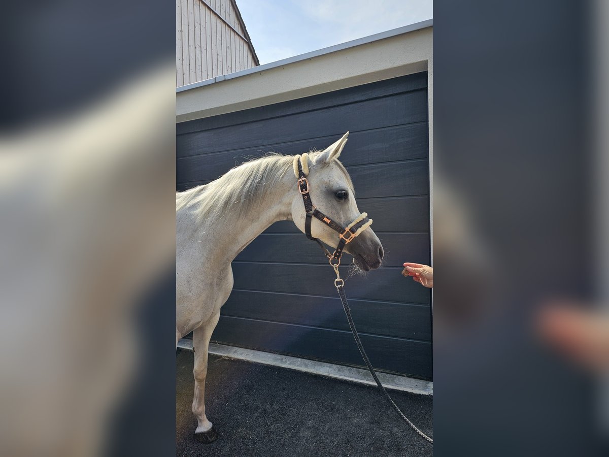 Koń czystej krwi arabskiej Klacz 11 lat 148 cm Siwa w hreczce in Siegershausen