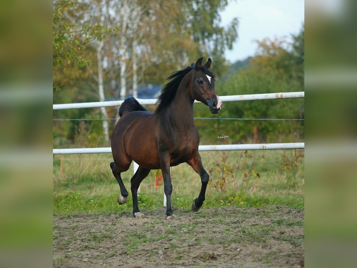 Koń czystej krwi arabskiej Klacz 11 lat 150 cm Ciemnogniada in Lodz