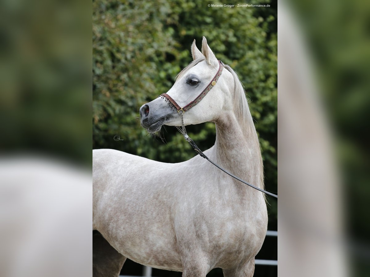 Koń czystej krwi arabskiej Klacz 11 lat 152 cm Siwa in Amtzell