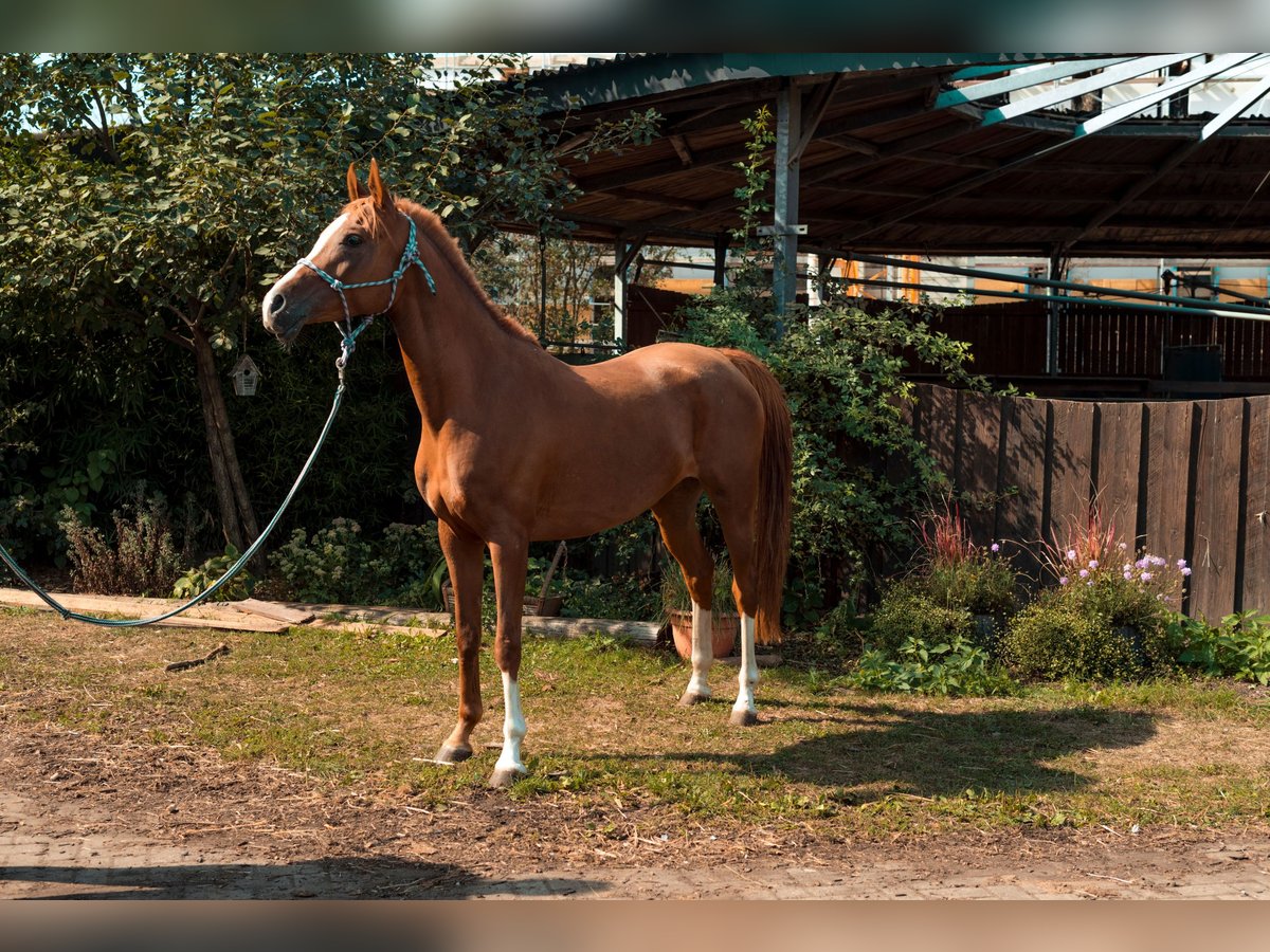 Koń czystej krwi arabskiej Klacz 11 lat Ciemnokasztanowata in Nörvenich