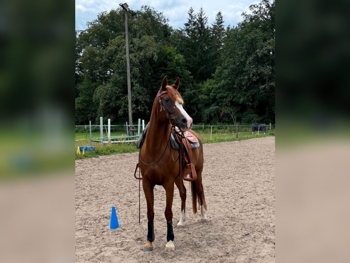 Koń czystej krwi arabskiej Klacz 13 lat 150 cm Kasztanowata in Sch&#xF6;nwalde-Glien