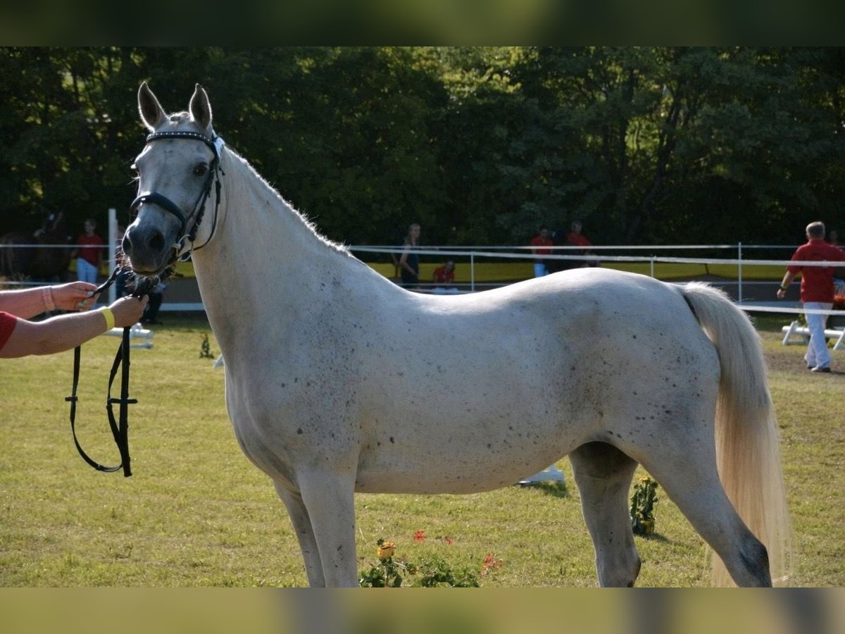 Koń czystej krwi arabskiej Klacz 14 lat 148 cm Siwa in Barchfeld