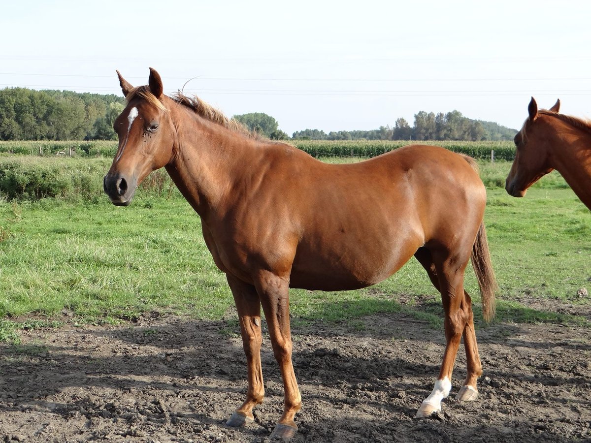 Koń czystej krwi arabskiej Klacz 17 lat 147 cm Kasztanowata in Valenciennes