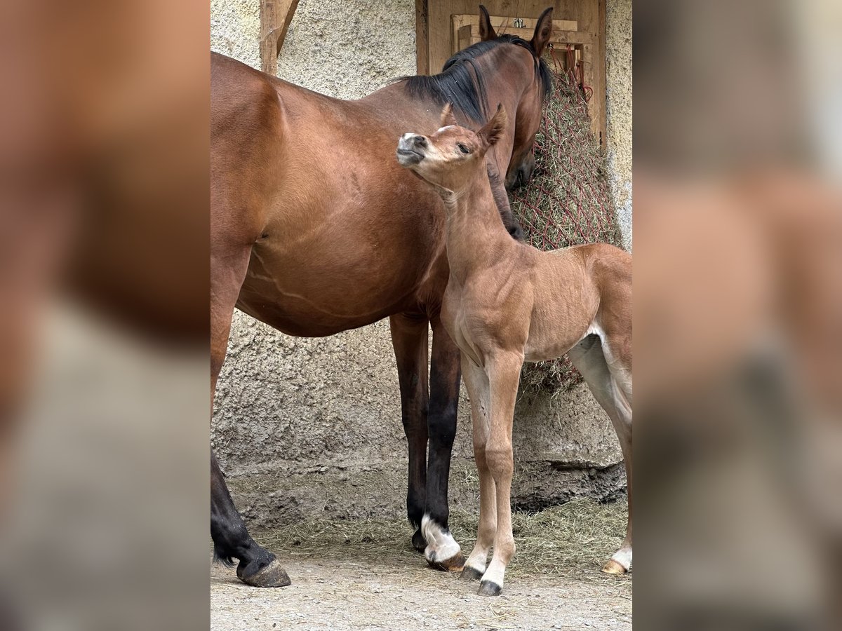 Koń czystej krwi arabskiej Klacz 1 Rok 153 cm Ciemnogniada in Stuhlfelden