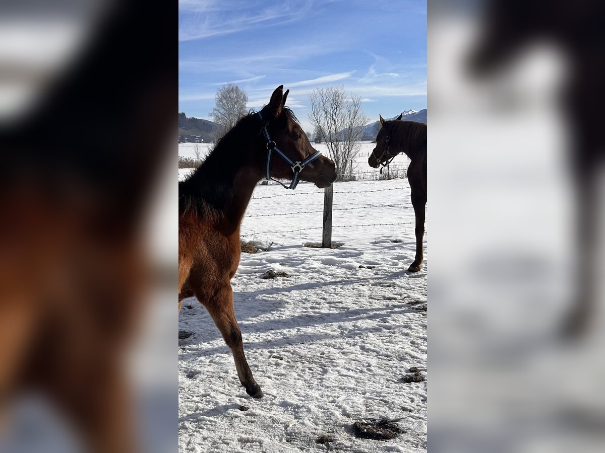 Koń czystej krwi arabskiej Klacz 1 Rok 153 cm Ciemnogniada in Stuhlfelden