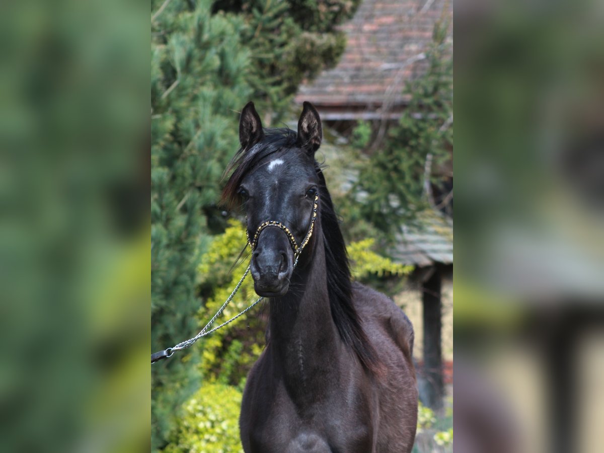 Koń czystej krwi arabskiej Klacz 1 Rok 157 cm Kara in Santok