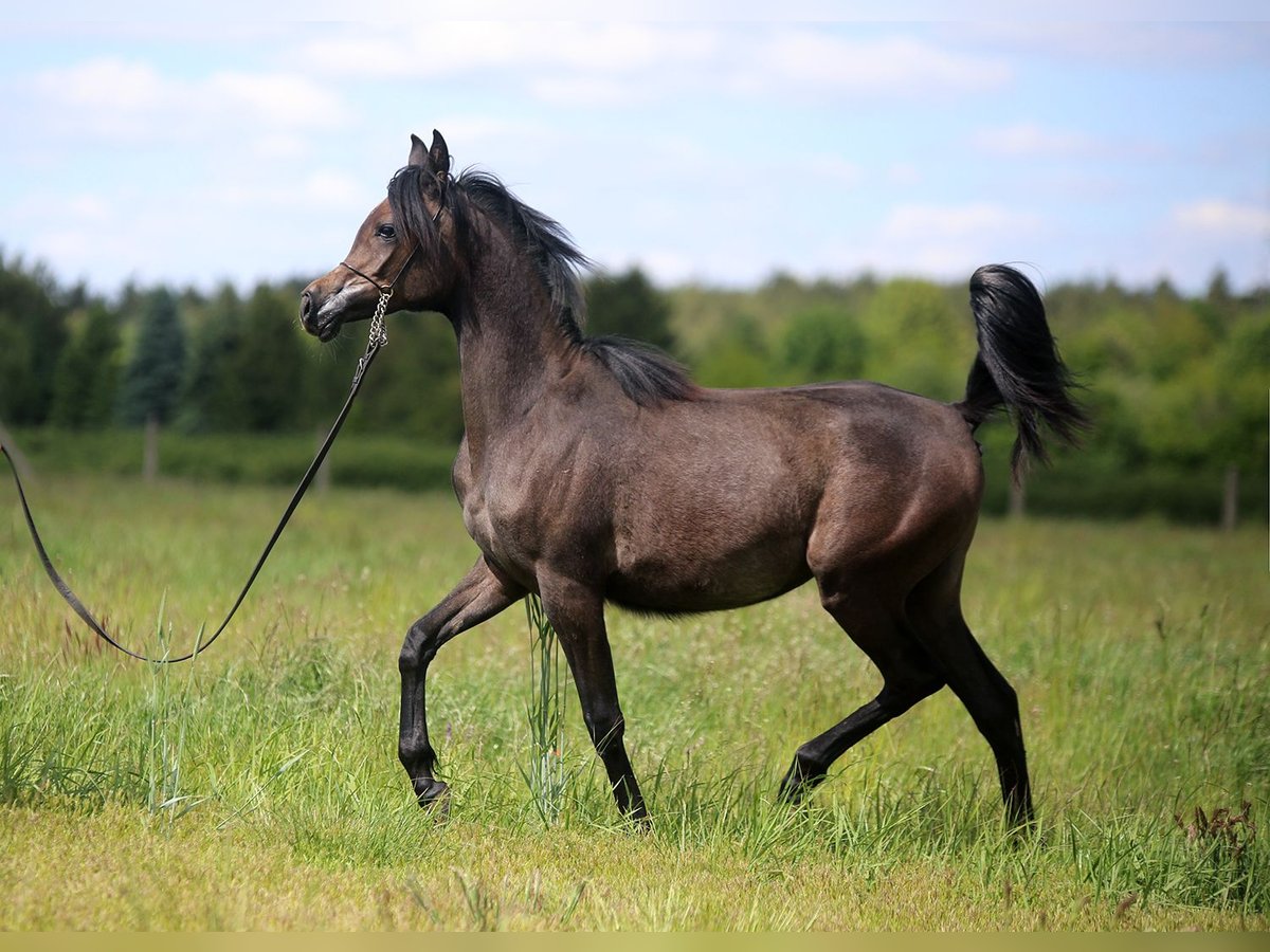 Koń czystej krwi arabskiej Klacz 1 Rok Siwa in Stryków