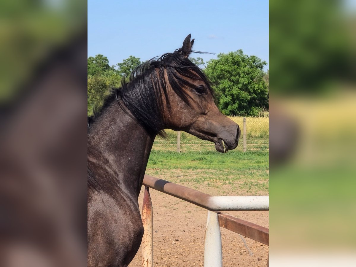 Koń czystej krwi arabskiej Klacz 1 Rok Siwa in Stryk&#xF3;w