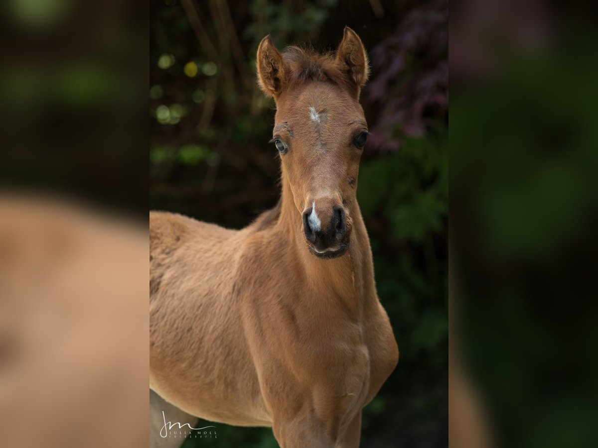 Koń czystej krwi arabskiej Klacz 2 lat 132 cm Gniada in Söll