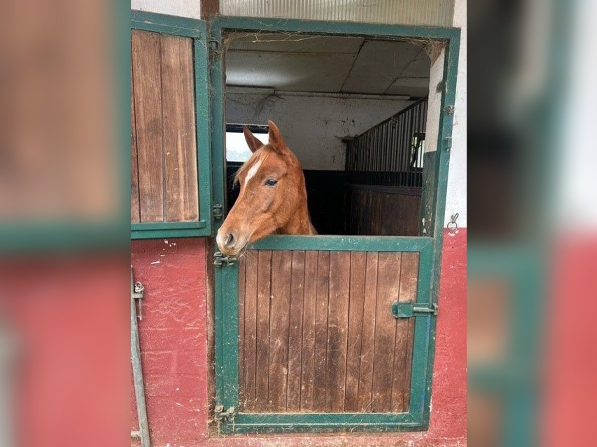 Koń czystej krwi arabskiej Klacz 2 lat 143 cm Kasztanowata in Lennestadt