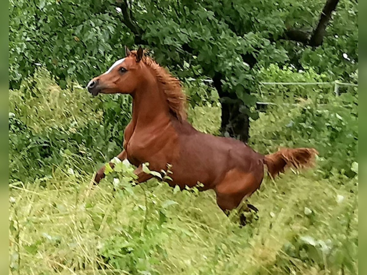 Koń czystej krwi arabskiej Klacz 3 lat 152 cm in Kassel