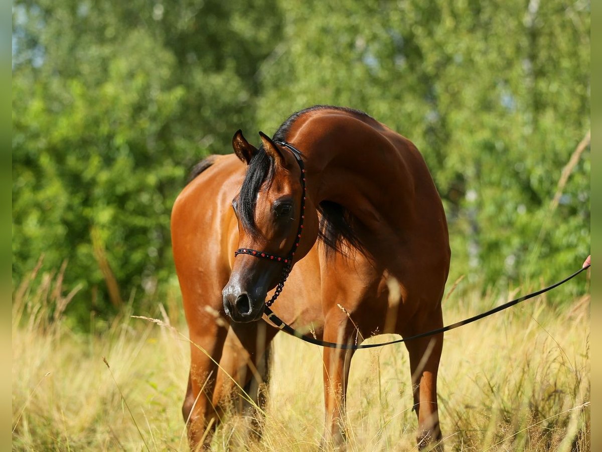 Koń czystej krwi arabskiej Klacz 4 lat 153 cm Gniada in Lodz