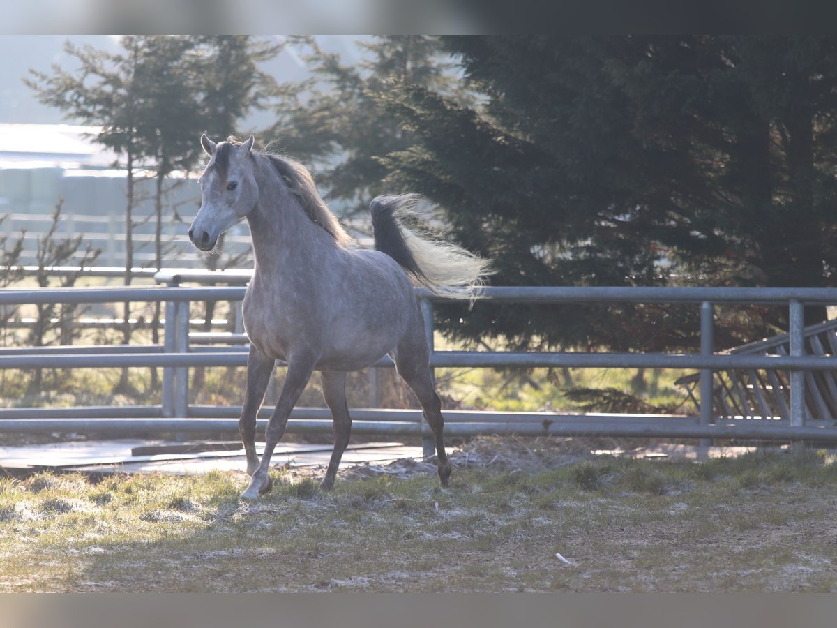 Koń czystej krwi arabskiej Klacz 5 lat 155 cm Siwa in Nieuwkoop