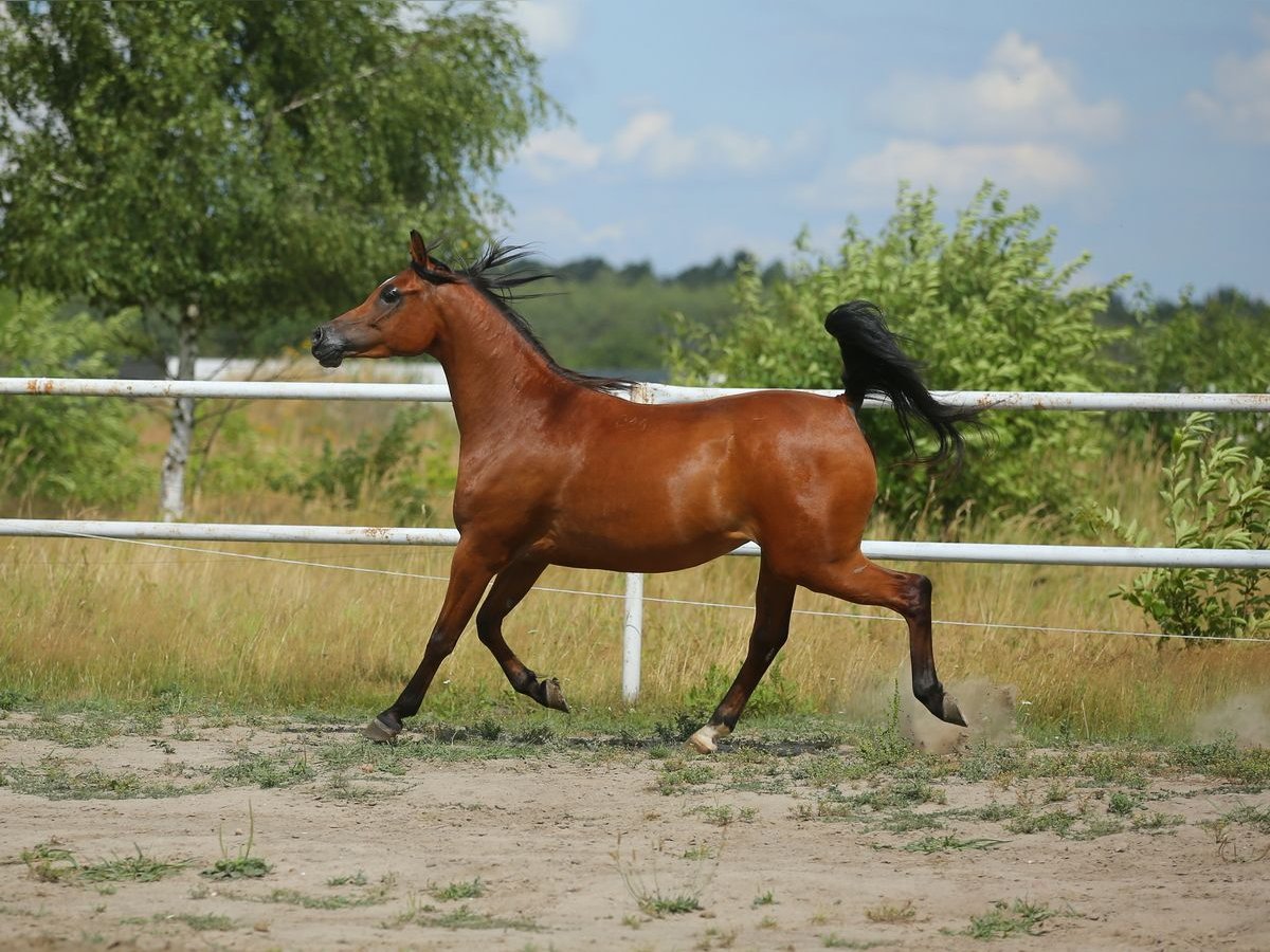 Koń czystej krwi arabskiej Klacz 6 lat 152 cm Gniada in Lodz