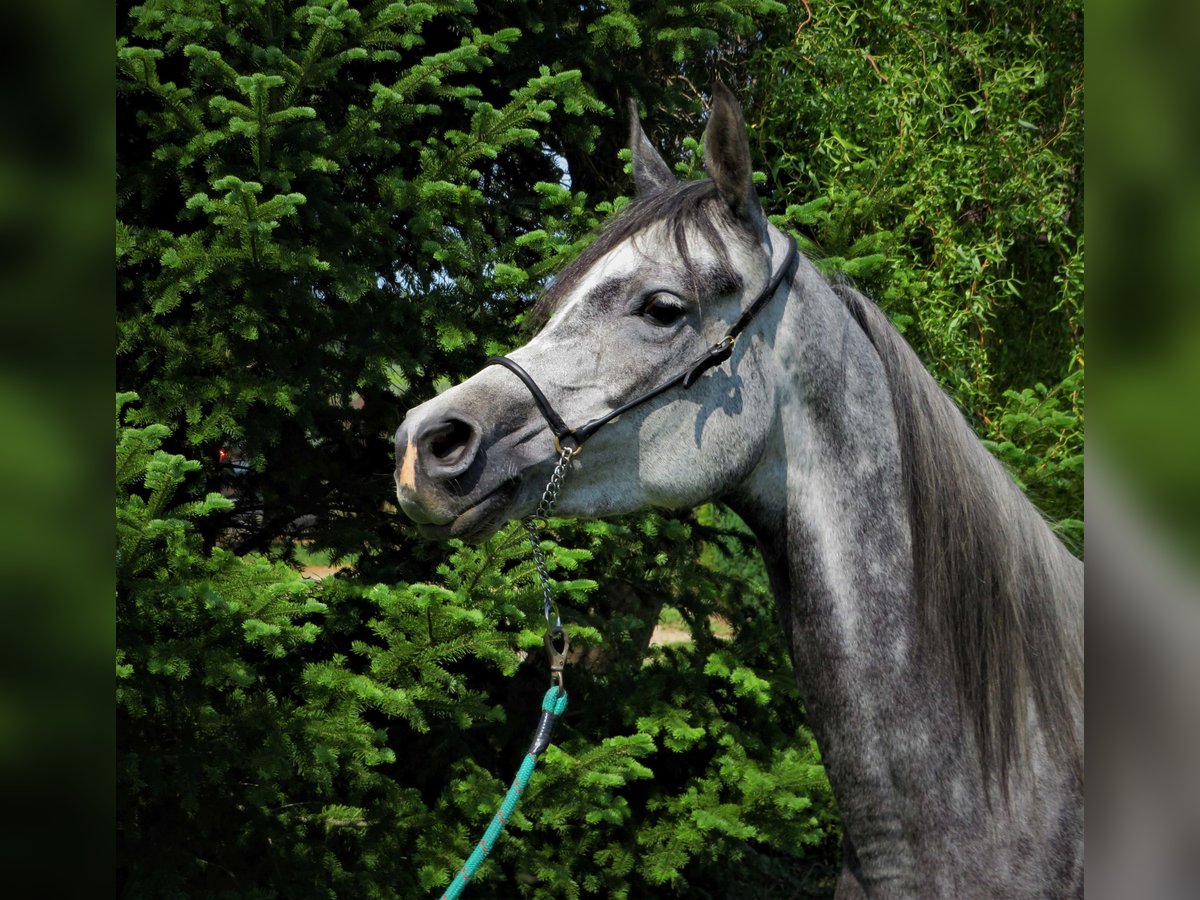 Koń czystej krwi arabskiej Klacz 6 lat 152 cm Siwa jabłkowita in Sochocin