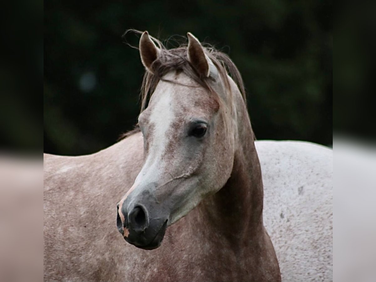 Koń czystej krwi arabskiej Klacz 6 lat 154 cm Siwa in Weingarten