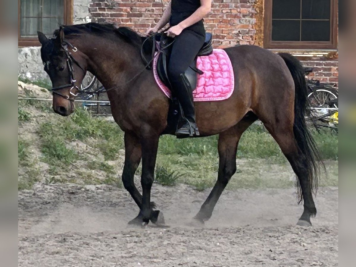 Koń czystej krwi arabskiej Klacz 7 lat 145 cm Gniada in Boronów