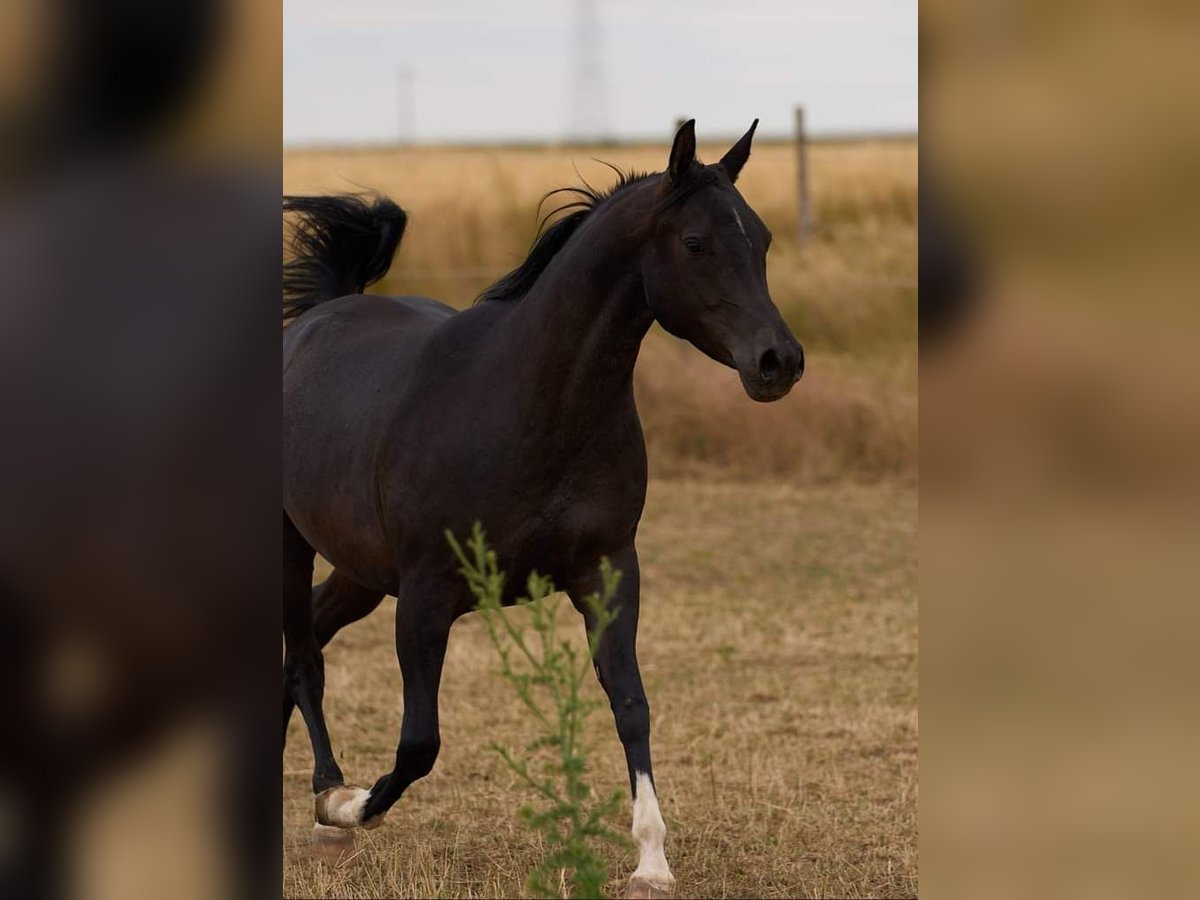 Koń czystej krwi arabskiej Klacz 7 lat 152 cm Kara in Hochborn