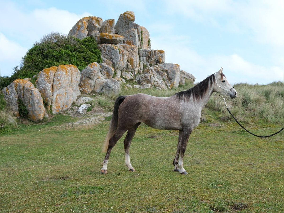 Koń czystej krwi arabskiej Klacz 7 lat 153 cm Siwa in Brignogan-Plages