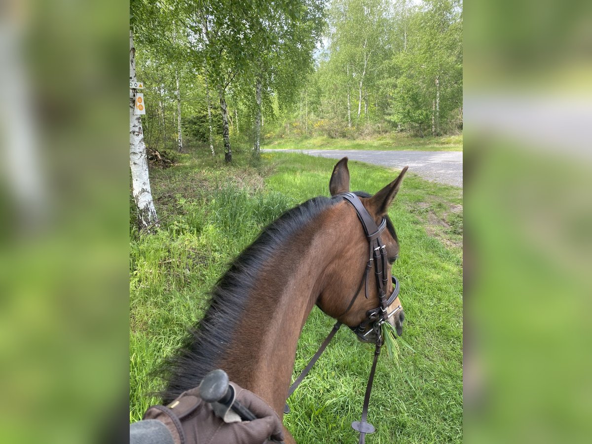 Koń czystej krwi arabskiej Klacz 7 lat 155 cm Gniada in Allarmont