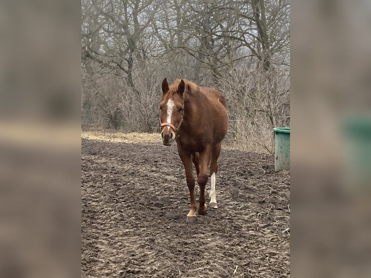 Koń czystej krwi arabskiej Klacz 7 lat 155 cm Kasztanowata in Theras