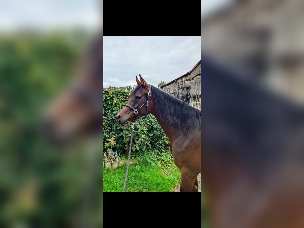 Koń czystej krwi arabskiej Klacz 7 lat 157 cm Ciemnogniada in Reutlingen