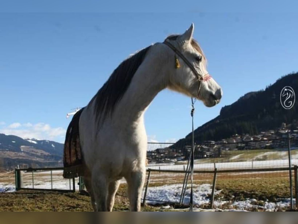 Koń czystej krwi arabskiej Klacz 7 lat 162 cm Siwa in Bramberg