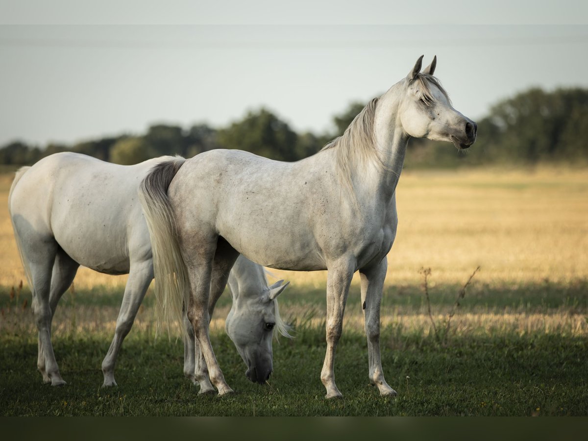 Koń czystej krwi arabskiej Klacz 8 lat 152 cm Siwa w hreczce in Neuhaus