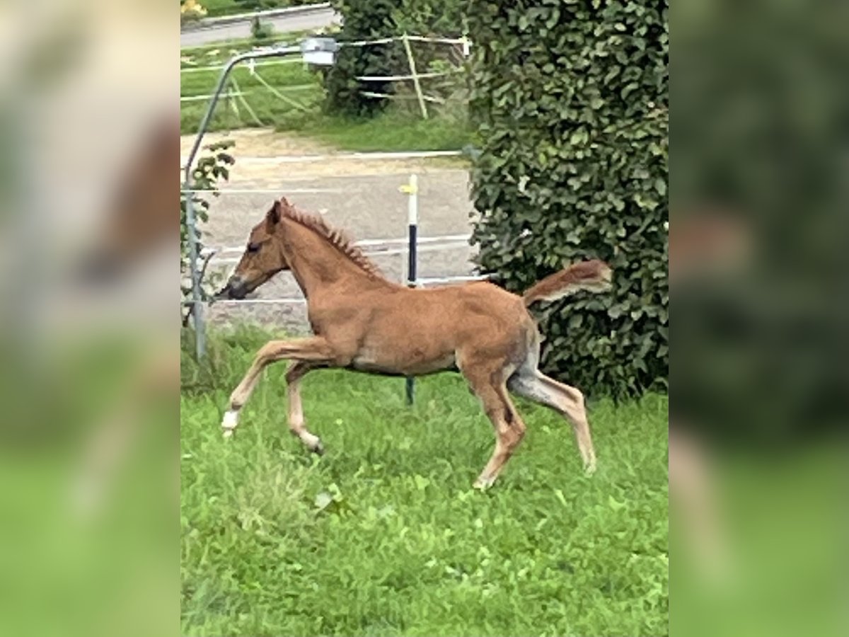 Koń czystej krwi arabskiej Mix Klacz Źrebak (08/2025) 159 cm Ciemnokasztanowata in Stockach