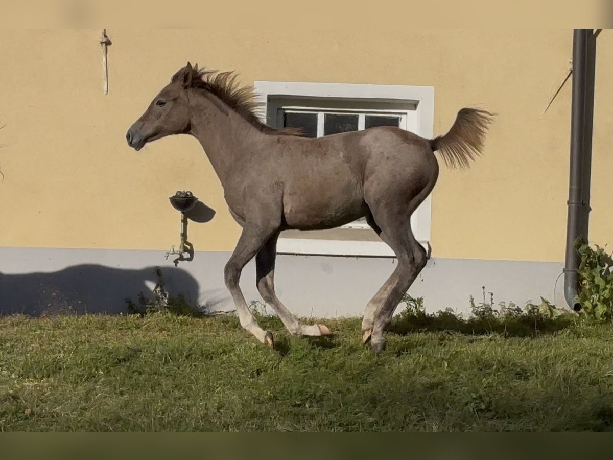 Koń czystej krwi arabskiej Klacz Źrebak (05/2025) Kasztanowatodereszowata in Grafenstein