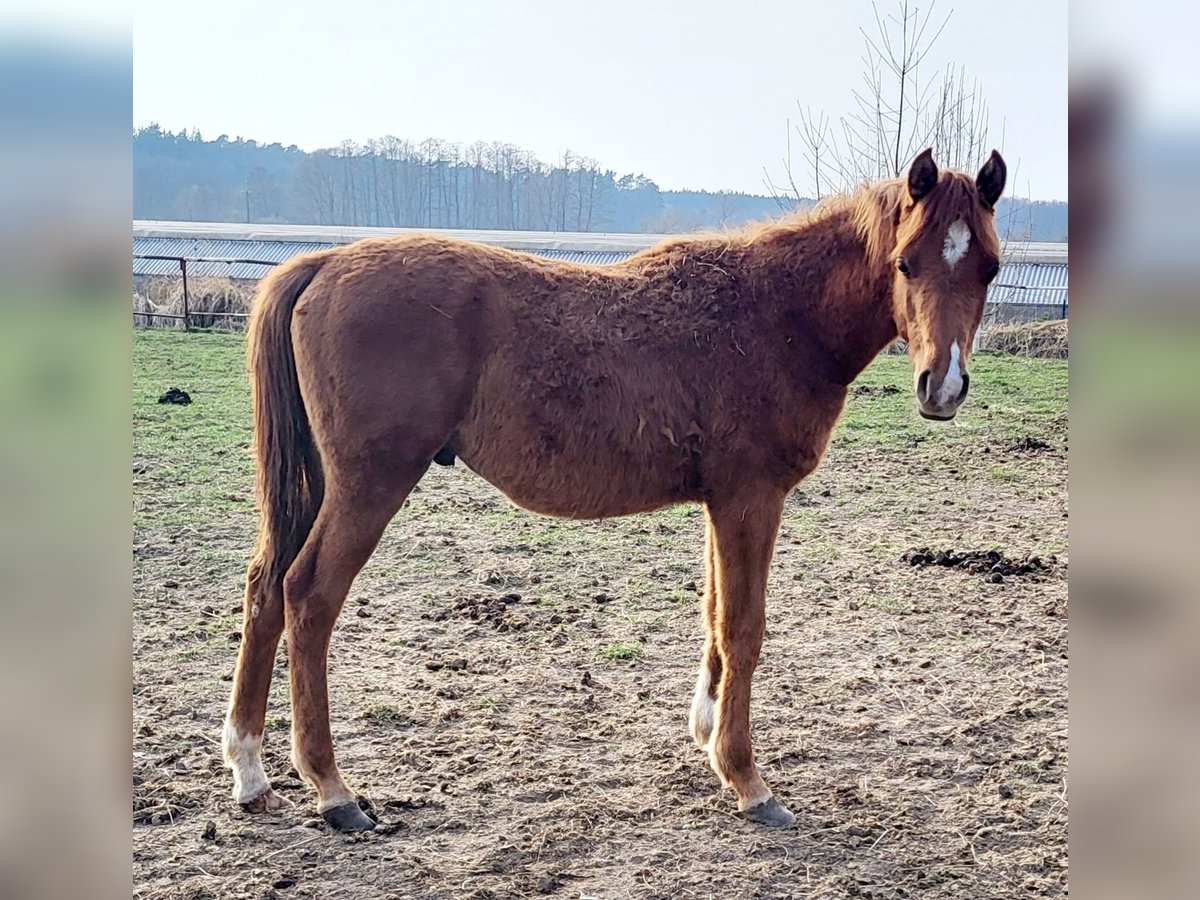 Koń czystej krwi arabskiej Ogier 1 Rok 135 cm Kasztanowata in LUBISZYN