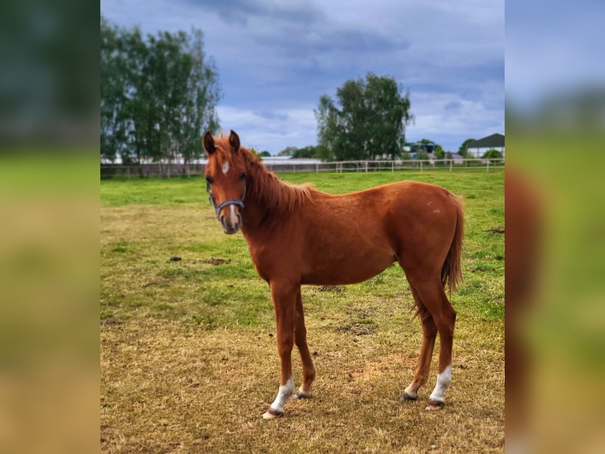 Koń czystej krwi arabskiej Ogier 1 Rok 135 cm Kasztanowata in LUBISZYN