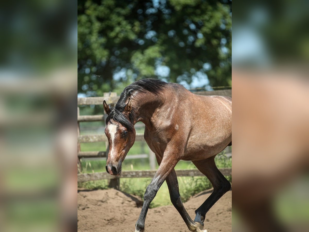 Koń czystej krwi arabskiej Ogier 1 Rok 155 cm Siwa in Heusden