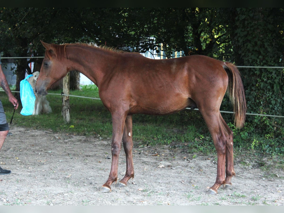 Koń czystej krwi arabskiej Ogier 1 Rok 158 cm Ciemnokasztanowata in Laurenan